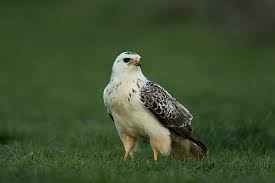 Attēlu rezultāti vaicājumam “Buteo buteo adult”