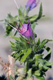 Attēlu rezultāti vaicājumam “Echium vulgare flower”