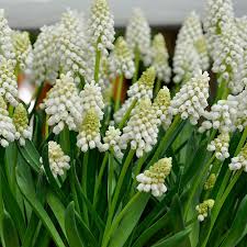 Attēlu rezultāti vaicājumam “Muscari botryoides flower”