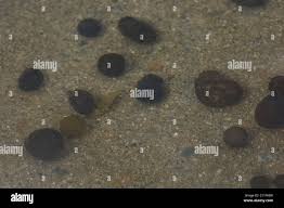 Attēlu rezultāti vaicājumam “Nostoc pruniforme”