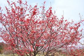 Image result for 緋寒桜