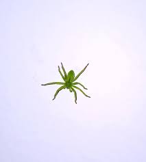 Attēlu rezultāti vaicājumam “Micrommata virescens”