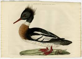 Attēlu rezultāti vaicājumam “Mergus serrator”