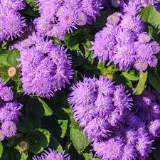 Image result for Ageratum mexicanum