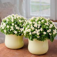 Image result for Exacum affine