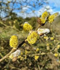 Attēlu rezultāti vaicājumam “Salix caprea male flower”