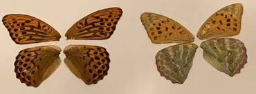 Attēlu rezultāti vaicājumam “Argynnis paphia”