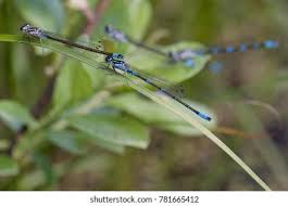 Attēlu rezultāti vaicājumam “Coenagrion pulchellum male”