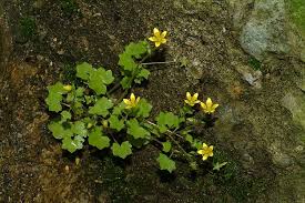 Attēlu rezultāti vaicājumam “Saxifraga cymbalaria fruit”