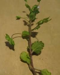 Attēlu rezultāti vaicājumam “Veronica persica fruit”