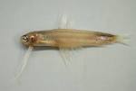File:Antenna codlet ( Bregmaceros atlanticus ).jpg - Wikipedia ...