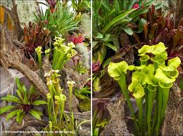 Attēlu rezultāti vaicājumam “Collaria rubens stalked”