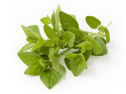Image result for Oregano