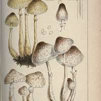 Attēlu rezultāti vaicājumam “Chaetophora pisiformis”