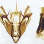 Attēlu rezultāti vaicājumam “Rusina ferruginea male”