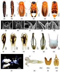 Attēlu rezultāti vaicājumam “Lycogala convexum”