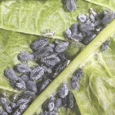 Attēlu rezultāti vaicājumam “Rhopalosiphum oxyacanthae”