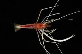 Attēlu rezultāti vaicājumam “Protapion sp.”