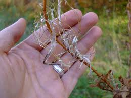 Attēlu rezultāti vaicājumam “Epilobium angustifolium bud”