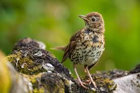 Attēlu rezultāti vaicājumam “Turdus philomelos juvenile”