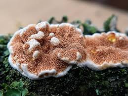 Attēlu rezultāti vaicājumam “Steccherinum ochraceum”