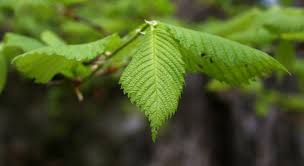 Attēlu rezultāti vaicājumam “Carpinus betulus leaf”