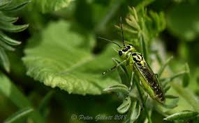 Attēlu rezultāti vaicājumam “Rhogogaster picta”