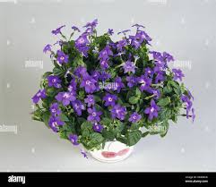 Image result for Browallia speciosa