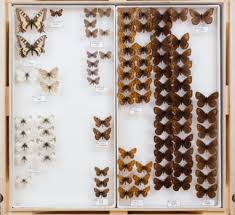 Attēlu rezultāti vaicājumam “Theclinae”