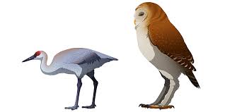 Attēlu rezultāti vaicājumam “Gruiformes”