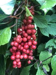 Attēlu rezultāti vaicājumam “Schisandra chinensis”