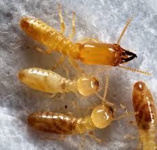 Attēlu rezultāti vaicājumam “Phoridae”