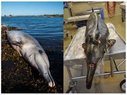 Image result for Mesoplodon bidens