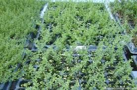 Attēlu rezultāti vaicājumam “Herniaria glabra leaf”