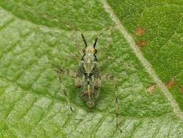 Attēlu rezultāti vaicājumam “Phytocoris tiliae imago”