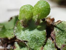 Attēlu rezultāti vaicājumam “Reboulia hemisphaerica”