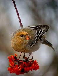 Attēlu rezultāti vaicājumam “Pinicola enucleator adult”