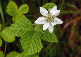 Attēlu rezultāti vaicājumam “Rubus plicatus flower”