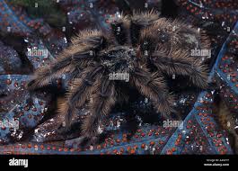 Znalezione obrazy dla zapytania Grammostola grossa