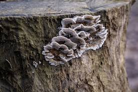 Attēlu rezultāti vaicājumam “Chondrostereum purpureum”