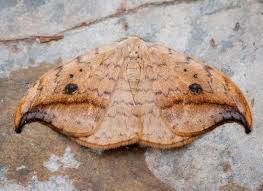 Attēlu rezultāti vaicājumam “Drepana falcataria”