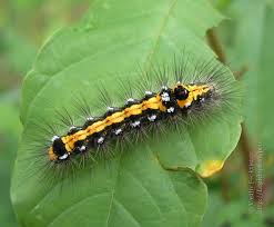 Attēlu rezultāti vaicājumam “Euproctis similis”