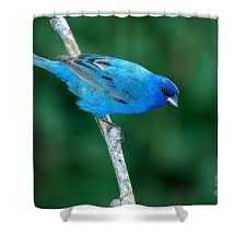 Image result for Passerina cyanea