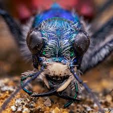 Attēlu rezultāti vaicājumam “Cicindela sylvatica imago”