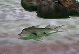 Image result for Callorhinchus capensis