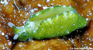 Attēlu rezultāti vaicājumam “Licea pusilla macro”