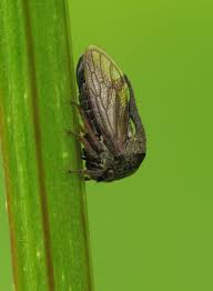 Attēlu rezultāti vaicājumam “Centrotus cornutus”