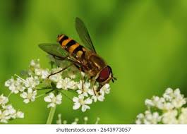 Attēlu rezultāti vaicājumam “Syrphidae”