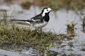 Image result for Motacilla alba