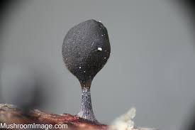 Attēlu rezultāti vaicājumam “Colloderma sp.”